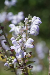 Scutellaria mellichampii