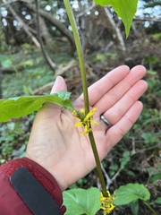 Solidago macrophylla