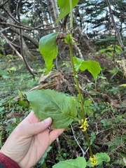 Solidago macrophylla