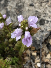 Euphrasia collina