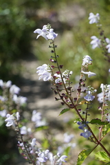 Scutellaria mellichampii