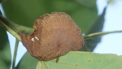 Megalopyge