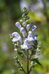 Scutellaria mellichampii
