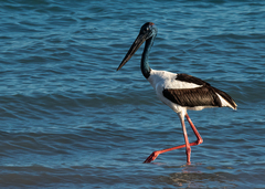 Ephippiorhynchus asiaticus