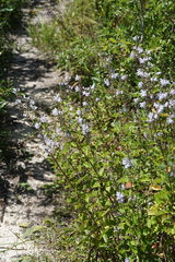 Scutellaria mellichampii