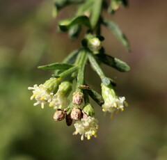 Baccharis pilularis