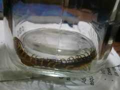 Scolopendra viridis
