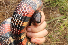 Lampropeltis micropholis