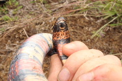 Lampropeltis micropholis