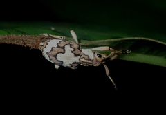 Platyomus marmoratus