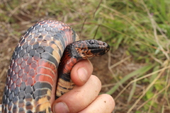 Lampropeltis micropholis