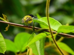 Todirostrum nigriceps