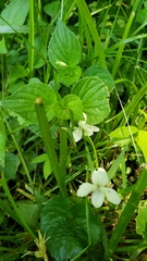Viola striata