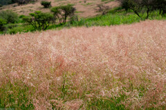 Melinis repens