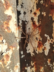 Lycosinae