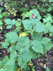 Rhus aromatica