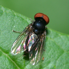 Lindneromyia