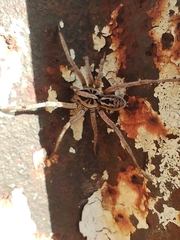 Lycosinae