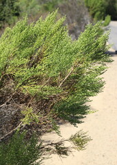Baccharis pilularis