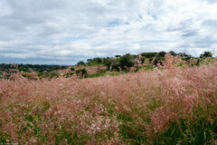 Melinis repens