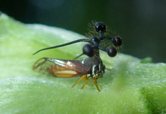 Bocydium globulare