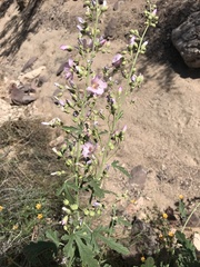 Sphaeralcea fendleri