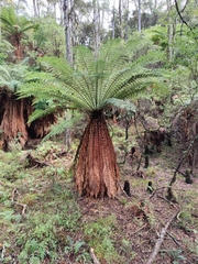 Dicksonia fibrosa