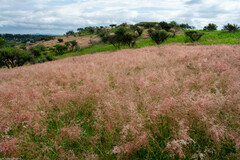 Melinis repens