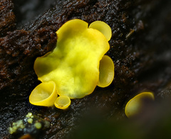 Chlorosplenium