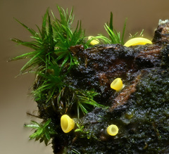Chlorosplenium