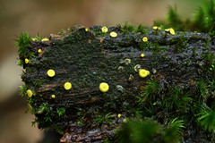 Chlorosplenium