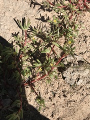 Portulaca halimoides