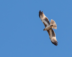 Hieraaetus morphnoides