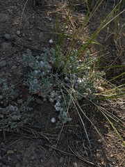 Astragalus purshii