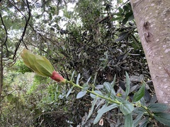 Cavendishia bracteata