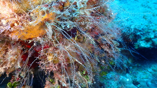 Thread Hydroid