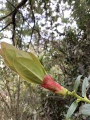 Cavendishia bracteata
