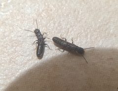 Reticulitermes hesperus