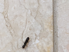 Reticulitermes hesperus