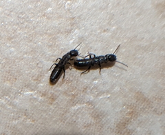 Reticulitermes hesperus