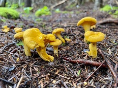 Cantharellus enelensis