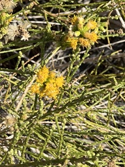 Acamptopappus sphaerocephalus