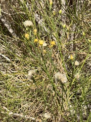 Acamptopappus sphaerocephalus