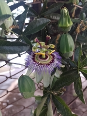 Passiflora caerulea