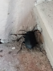 Carabidae