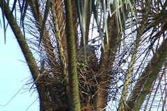 Geranospiza caerulescens