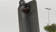 Polistes exclamans