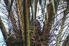 Geranospiza caerulescens