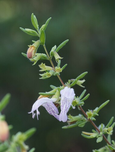 Etoniah rosemary (Conradina etonia)