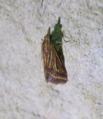 Microtheoris ophionalis